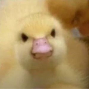 Meet your Posher, Edward